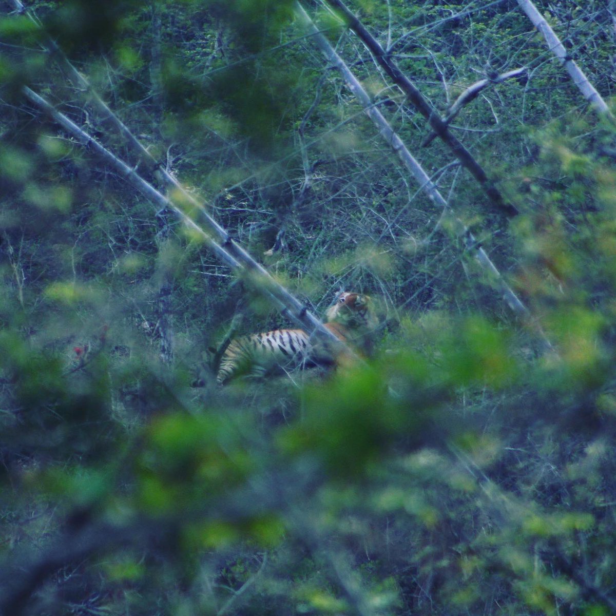 ...at the same time, not getting my hopes too high either. Prepared for any situation, I was calm and collected until the jeep came to a silent stall and the guide pointed in a certain direction. There it was. Stripes of burnt orange and black facing away from me,...