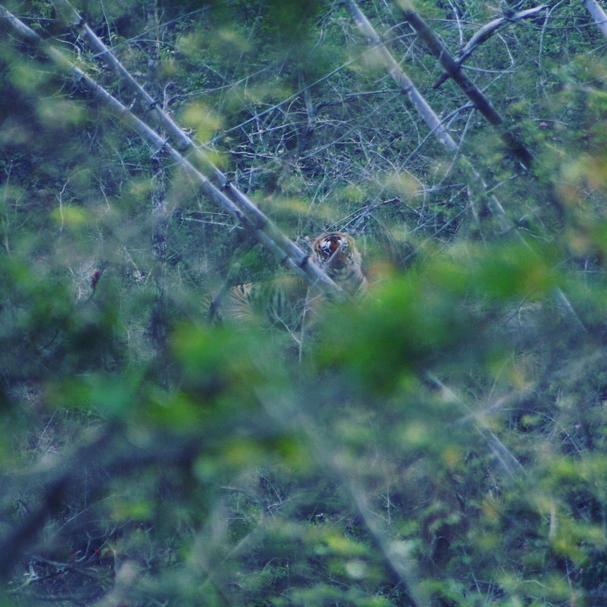 ...at the same time, not getting my hopes too high either. Prepared for any situation, I was calm and collected until the jeep came to a silent stall and the guide pointed in a certain direction. There it was. Stripes of burnt orange and black facing away from me,...