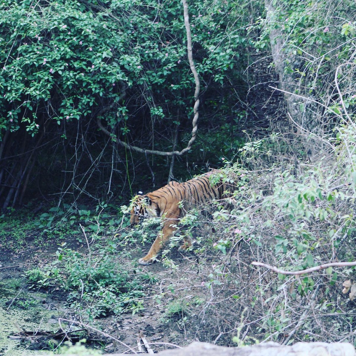 I thought I was content with that. The tiger started moving just then and the guide said that it may be going to a nearby stream. And suddenly I wanted to take another look. Taking a little turn, we could see the almost dried up stream up ahead. We waited a while and ...