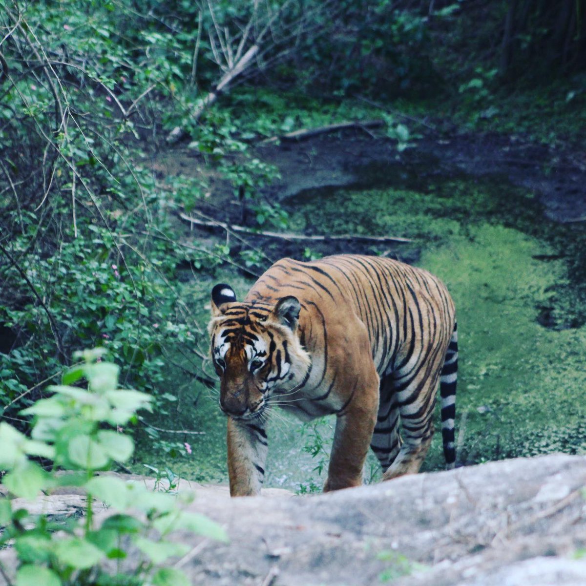 I thought I was content with that. The tiger started moving just then and the guide said that it may be going to a nearby stream. And suddenly I wanted to take another look. Taking a little turn, we could see the almost dried up stream up ahead. We waited a while and ...