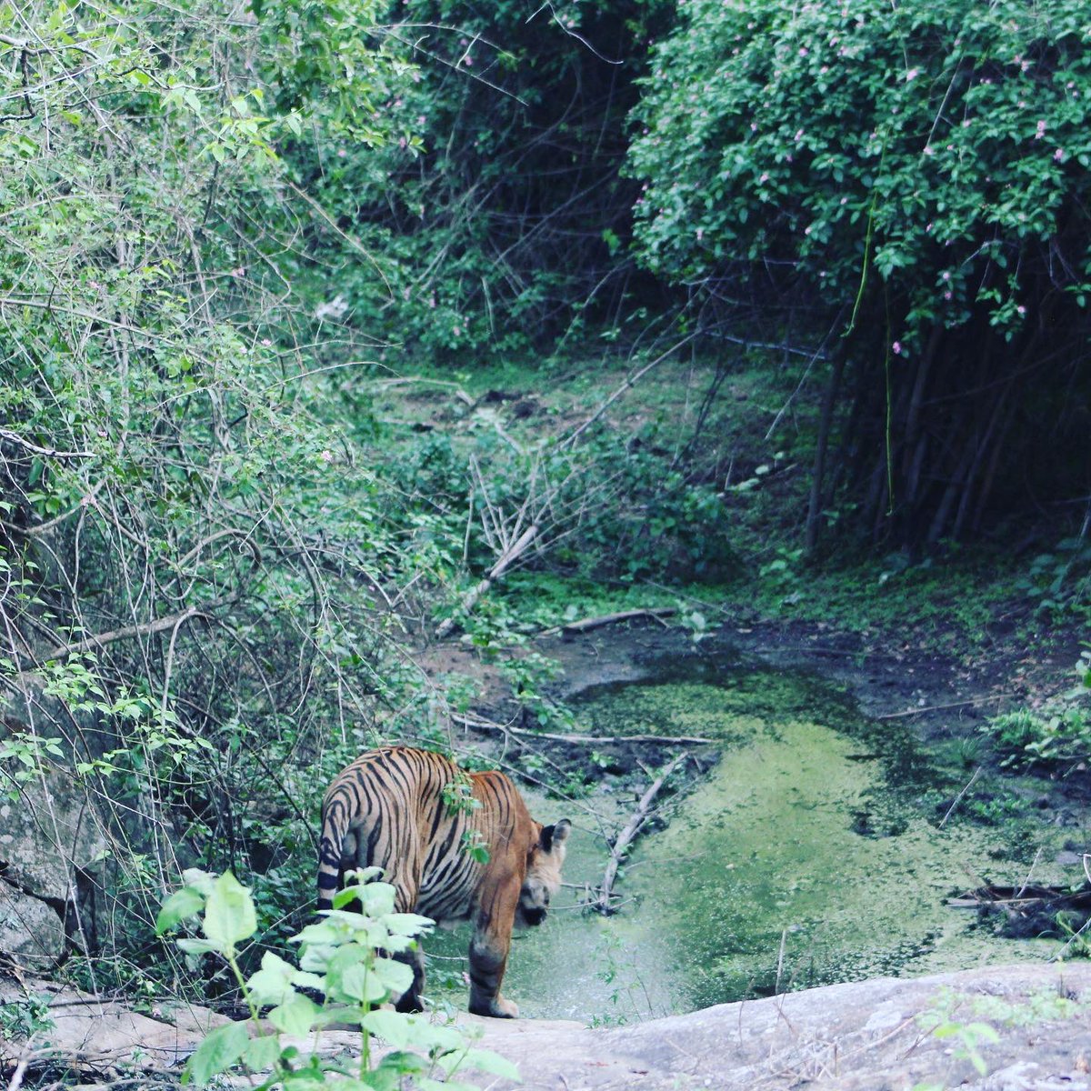 just when we were about to give up, the magnificent cat arrived. In a slow and strong stride . I could see it clearly now. The grand size and power it's presence possessed. I was in awe and get the chills even now as I recollect the memory. It did not look at us until it ...