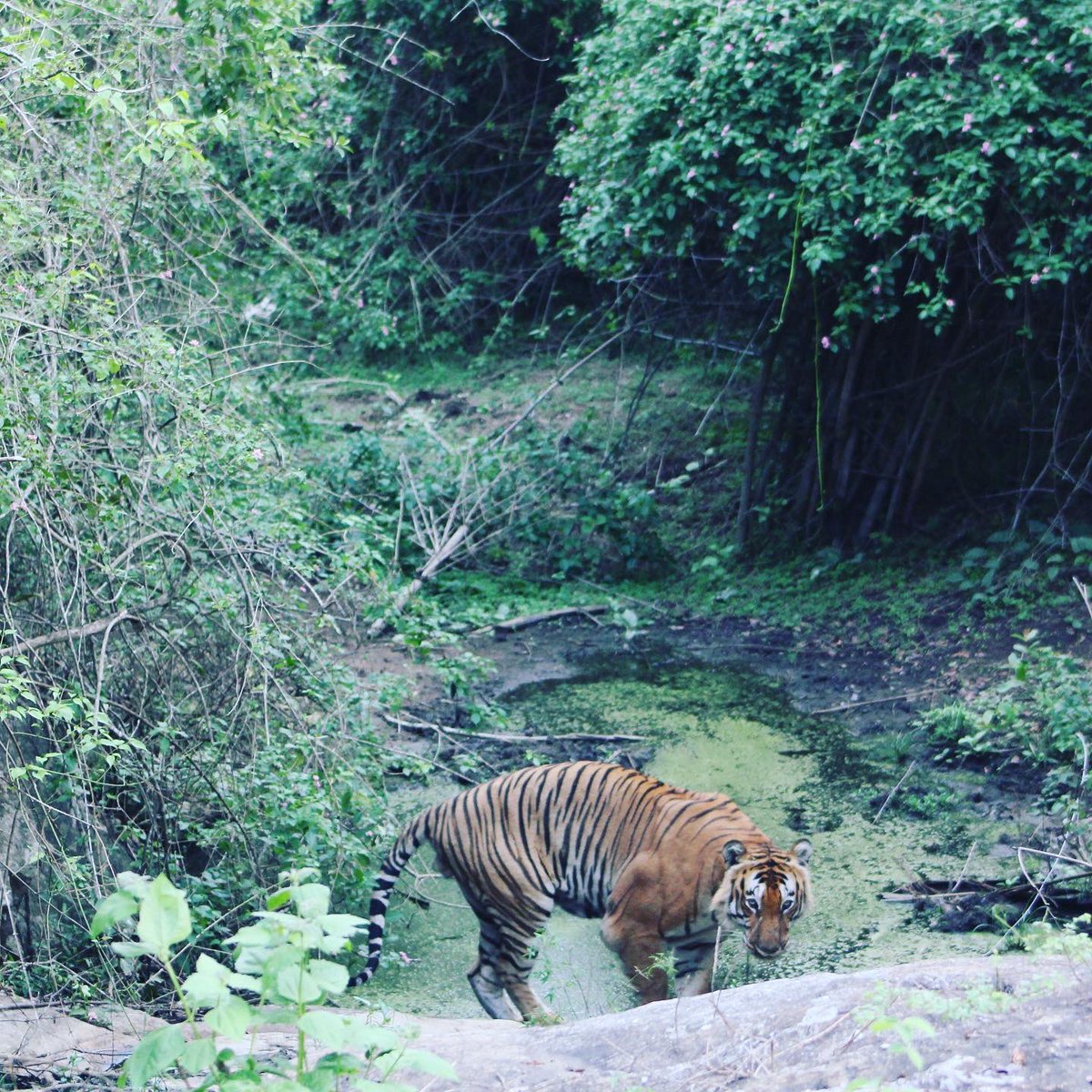 just when we were about to give up, the magnificent cat arrived. In a slow and strong stride . I could see it clearly now. The grand size and power it's presence possessed. I was in awe and get the chills even now as I recollect the memory. It did not look at us until it ...