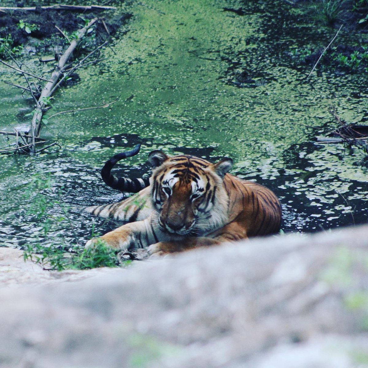 settled in the slush, comfortably. And then came the eye lock. The 'I see you' stare. The feeling that I had that very moment is quite hard to describe. But it's definitely one that draws me to the idea of going back to see them again and again. And again.  #InternationalTigerDay