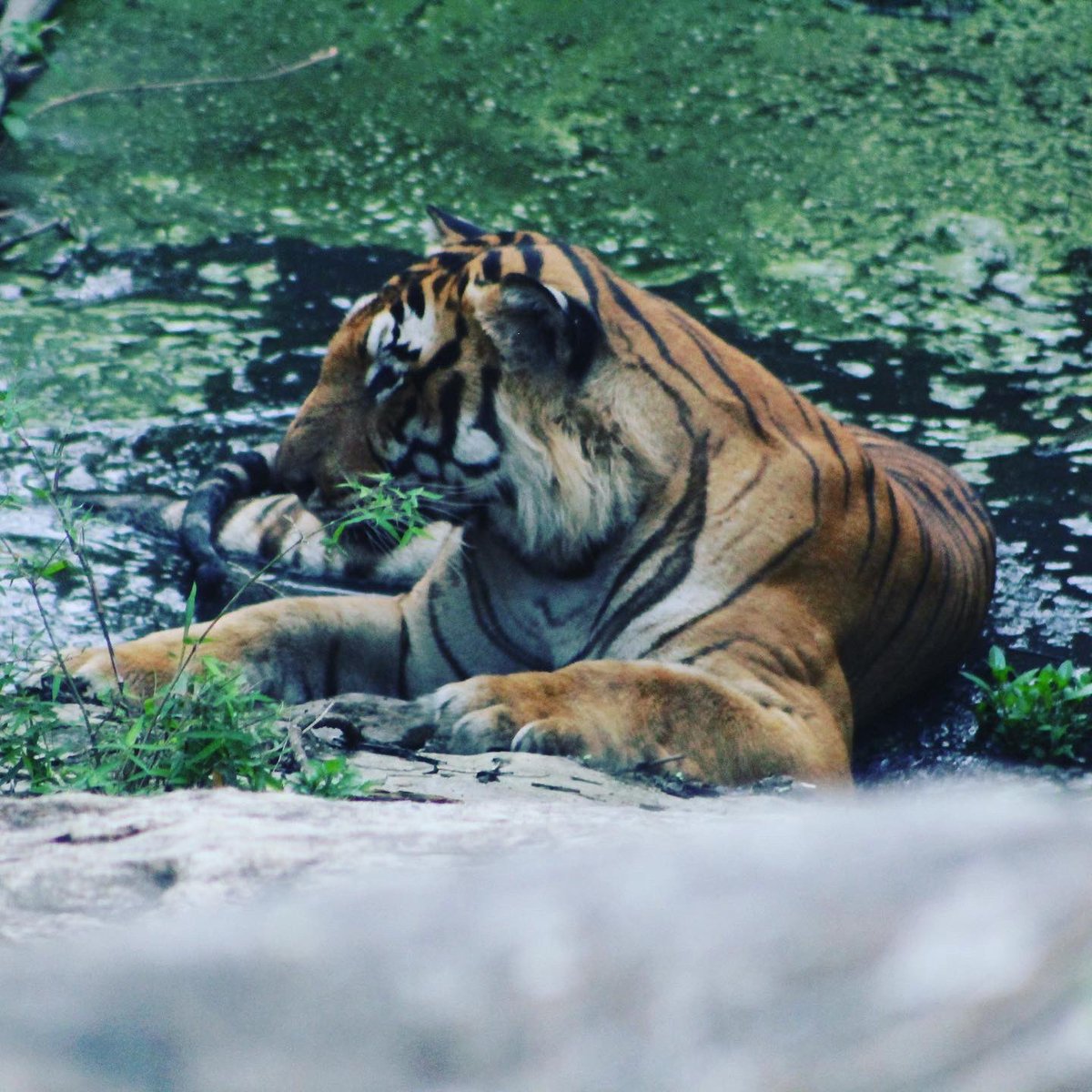 settled in the slush, comfortably. And then came the eye lock. The 'I see you' stare. The feeling that I had that very moment is quite hard to describe. But it's definitely one that draws me to the idea of going back to see them again and again. And again.  #InternationalTigerDay