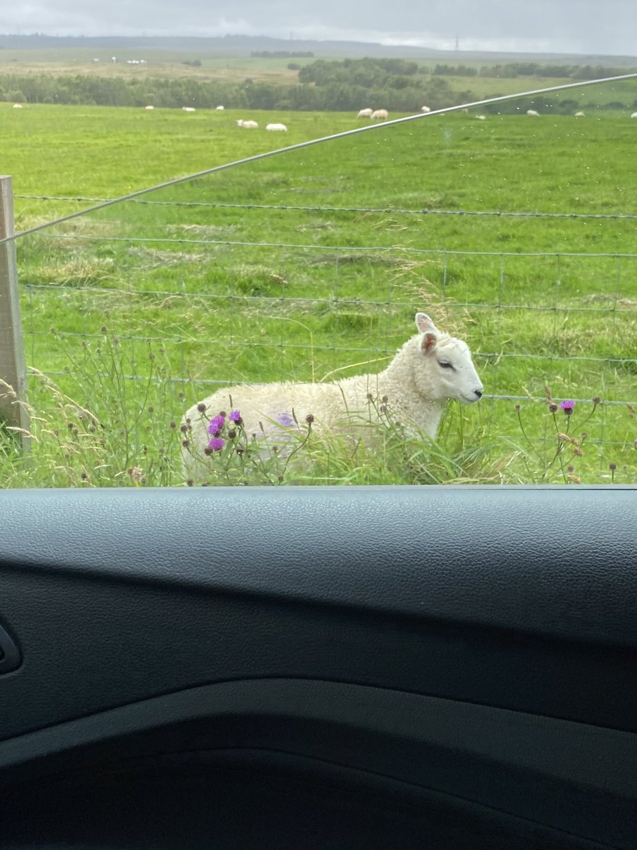EnableHollie's tweet photo. Ailsa &amp; Hollie were out on a road trip around East Ayrshire yesterday delivering qualification packs to all the new Stage 2 trainees.... we met a few friends along the way 🐶🐢🐑 @AilsaMclachlan @ENABLEScotland #employabilityfund #stage2 #enable https://t.co/tZUC23kpiM