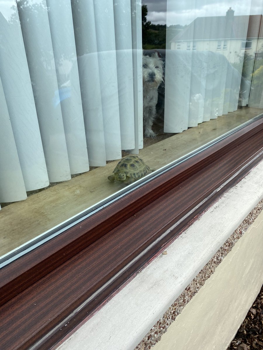 EnableHollie's tweet photo. Ailsa &amp; Hollie were out on a road trip around East Ayrshire yesterday delivering qualification packs to all the new Stage 2 trainees.... we met a few friends along the way 🐶🐢🐑 @AilsaMclachlan @ENABLEScotland #employabilityfund #stage2 #enable https://t.co/tZUC23kpiM