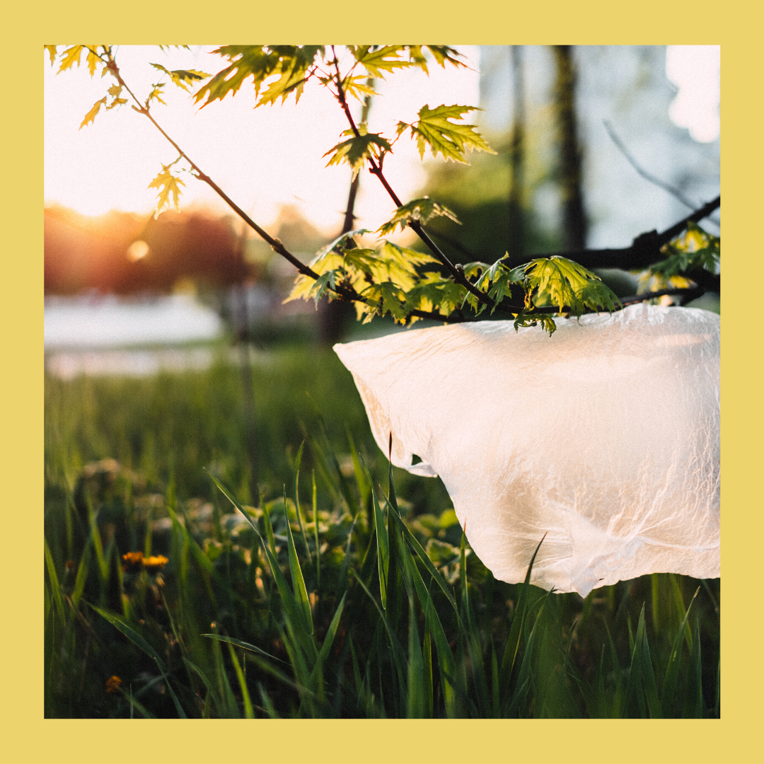 NaturallyTiwa's tweet photo. Wanting to continue #PlasticFreeJuly past July?
Check out our latest blog which shares some tips to help you continue with this movement 👉 https://t.co/qKfhDDdSTt
@PlasticFreeJuly
#JoinTheTribe #reduceruserecycle #eczemarelief #psoriasisskincare #rosacea #ethicalskincare https://t.co/ImfUyXsaxq
