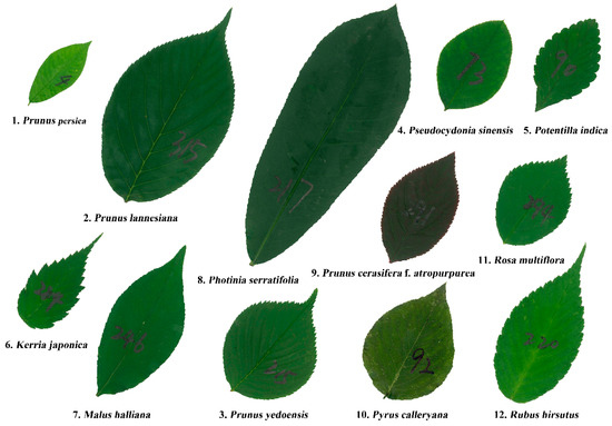 Symmetry_MDPI's tweet photo. #mdpisymmetry Article about #leafshape and #leafarea named "Scaling Relationships between Leaf Shape and Area of 12 Rosaceae Species" is available at https://t.co/YVksBRZAf9
@StellenboschUni
@UF
@uniGoettingen https://t.co/pZC1qDXzMq