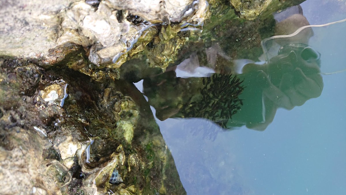 ながおさ 大村湾は 湖的 環境 水温の変化が激しく 既にイラ アンドンクラゲ が群れを作っていた 港の片隅に溜まっていて 1立法m辺り8匹くらいいた 二枚目はゴンズイ玉 三枚目はトウゴロ属sp 四枚目はメバル イダテン シマイサキ 他にクサフグ ながおさ 大村湾は 湖的 環境 水温の変化が激しく 既にイラ アンドンクラゲ が群れを作っていた 港の片隅に溜まっていて 1立法m辺り8匹くらいいた 二枚目はゴンズイ玉 三枚目はトウゴロ属sp 四枚目はメバル イダテン シマイサキ 他にクサフグ