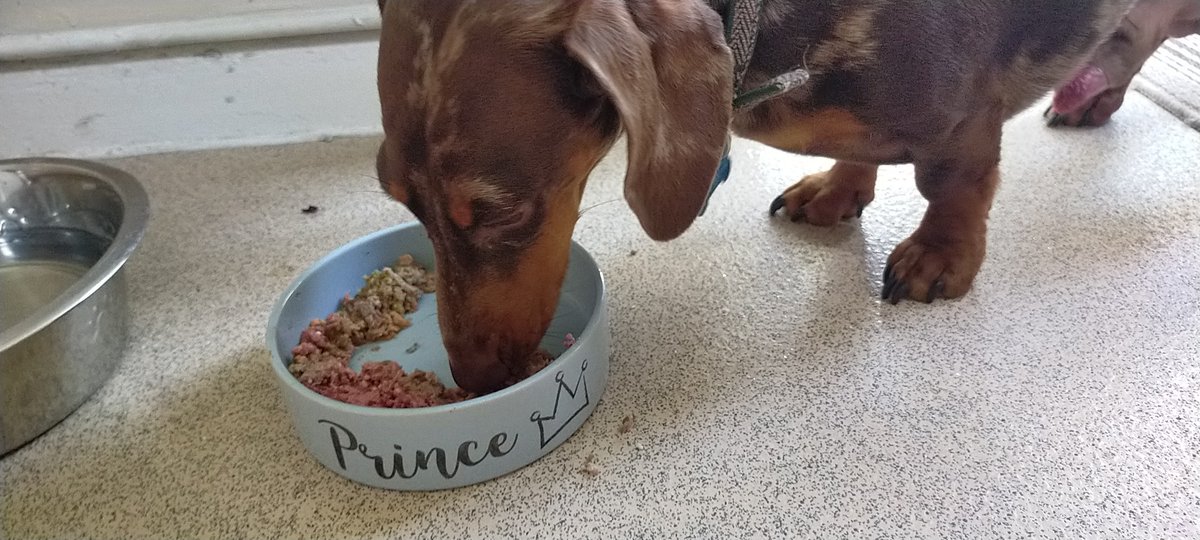 lifeoffletcher's tweet photo. Breakfast time! It's a late one because we are lazy arses today. 🥰🐕 #minidachshund #minisausage #lincoln #upyourscorona https://t.co/AuqcJeHctk