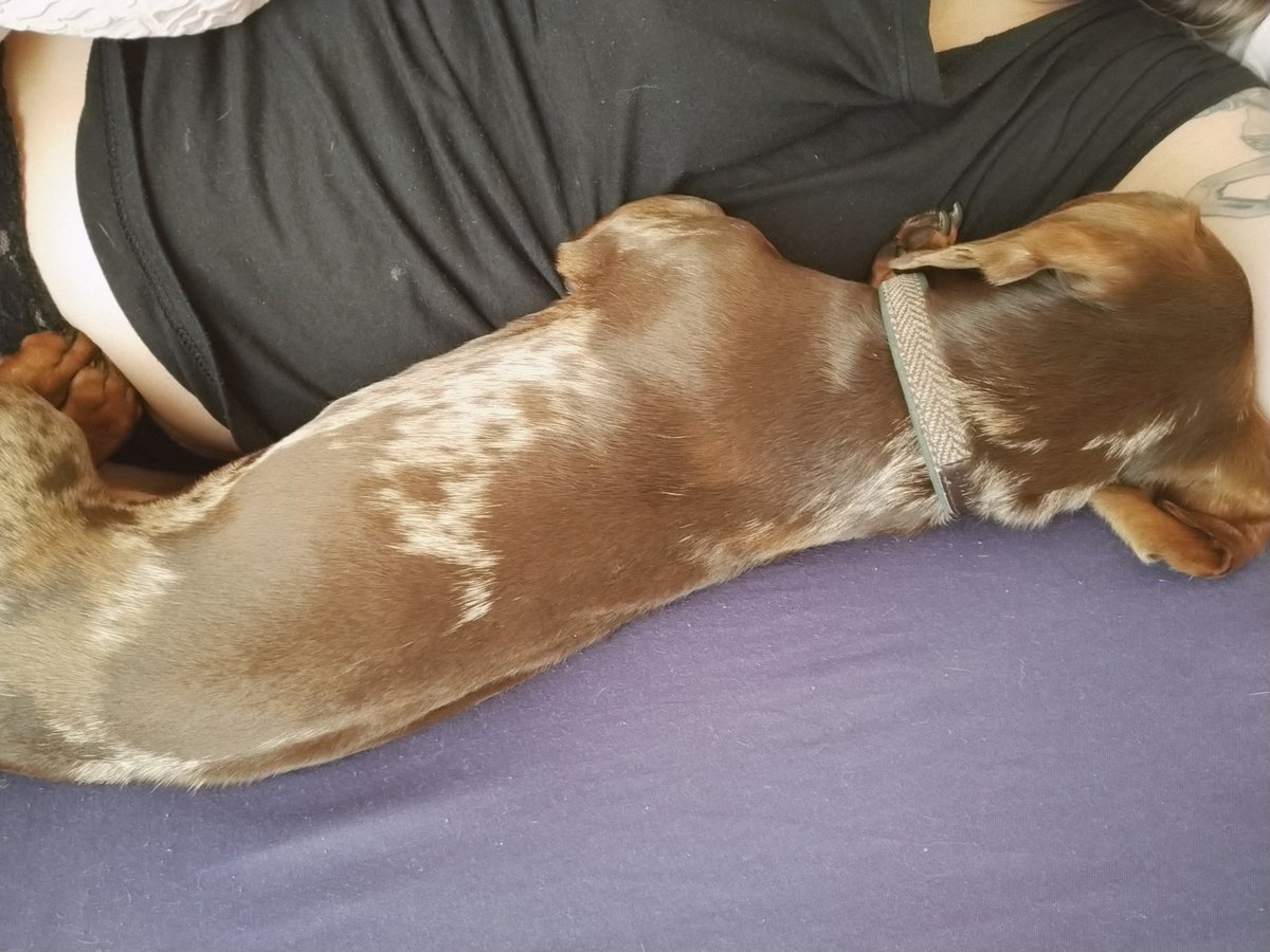 lifeoffletcher's tweet photo. So here's the reason we were in bed until so late this morning. Fletcher decided to that he needed a serious snuggle. And who was I to move and disturb him at this point? 🤷🏼‍♀️🐕🥰

#dogsnuggle #cuddle #cutedog #wednesdaymorning #upyourscorona # https://t.co/hOPrKHTTNZ