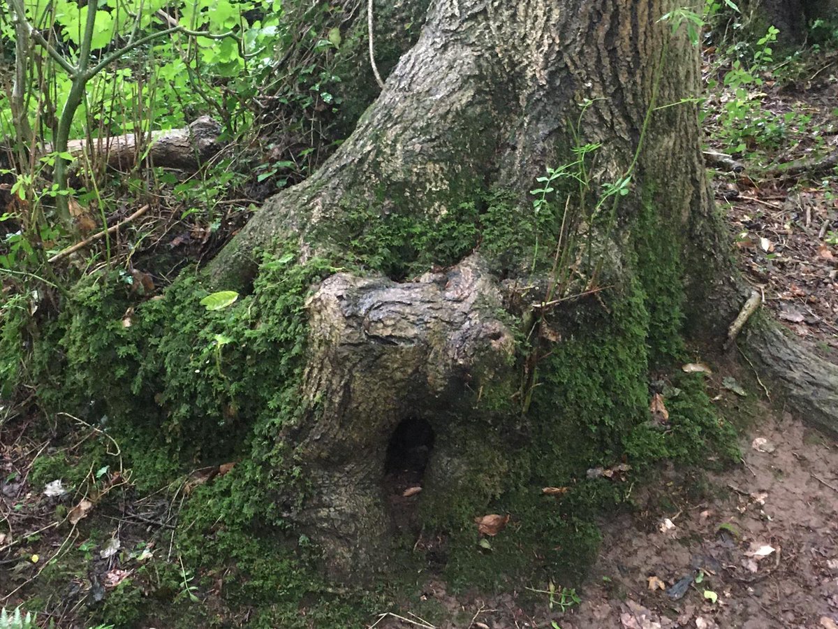 I think I spotted some fairies getting in there! #fairyforest #wales