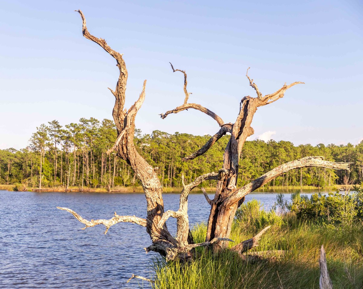 𝙉𝙖𝙩𝙪𝙧𝙖𝙡 𝘽𝙚𝙖𝙪𝙩𝙮
Exploring our trails on land or on the water never disappoints.
~
#OptOutside | #CelebratingNC #AdventureVisuals #EarthOutdoors #WildernessNation #ThisIsMyCommunity #AmongTheWild #ThroughThePines #WanderOut #GreetTheOutdoors #WaterViews