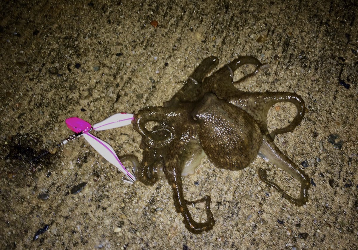 イイダコ Recherche Sur Twitter