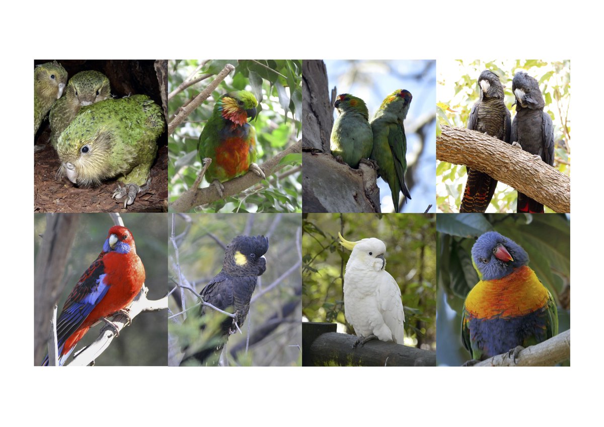 Congrats to the winners of  #Fluffenchops2020 Round 1 Part 2!KākāpōEdward’s Fig ParrotPurple-crowned LorikeetRed-tailed Black-cockatooCrimson RosellaYellow-tailed Black-cockatooSulphur-crested CockatooRainbow LorikeetVoting for Round 2 will begins NOW!