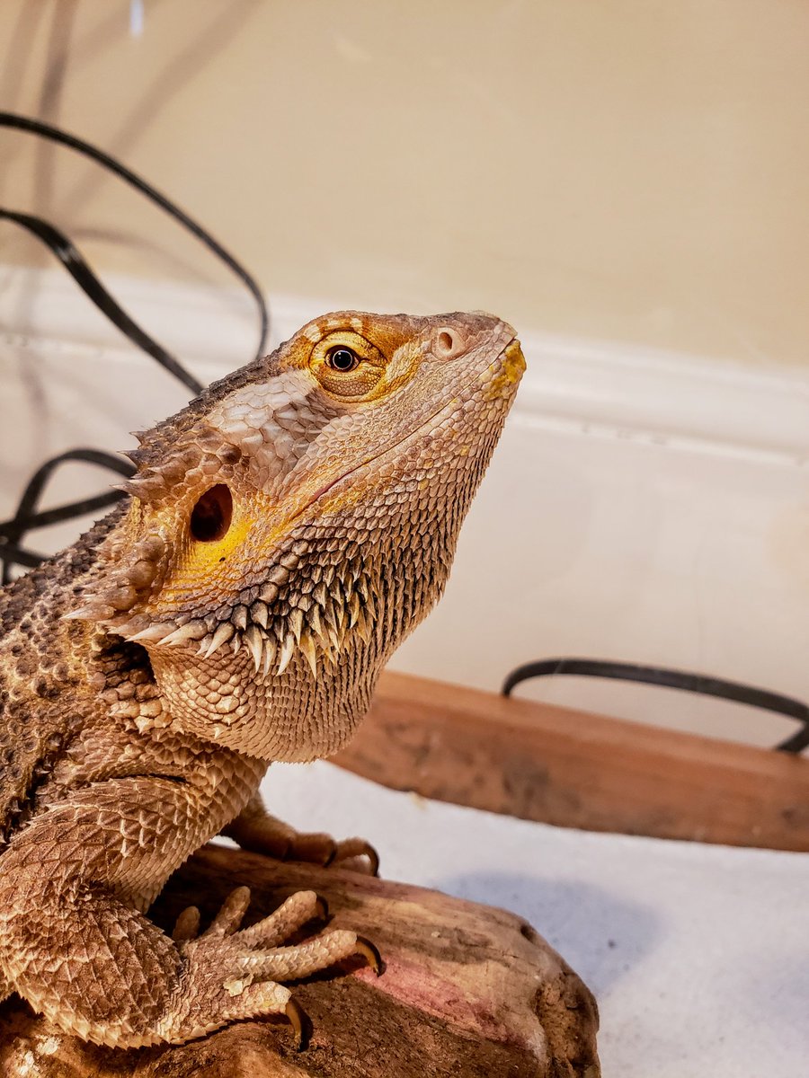 Lizards4Dems's tweet photo. hi https://t.co/xmG1xiCd81