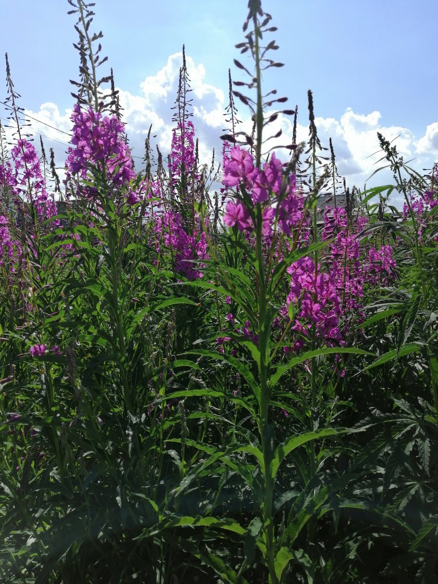 MaryGrante's tweet photo. Flowers💜 https://t.co/Sq3Hrbt0z0