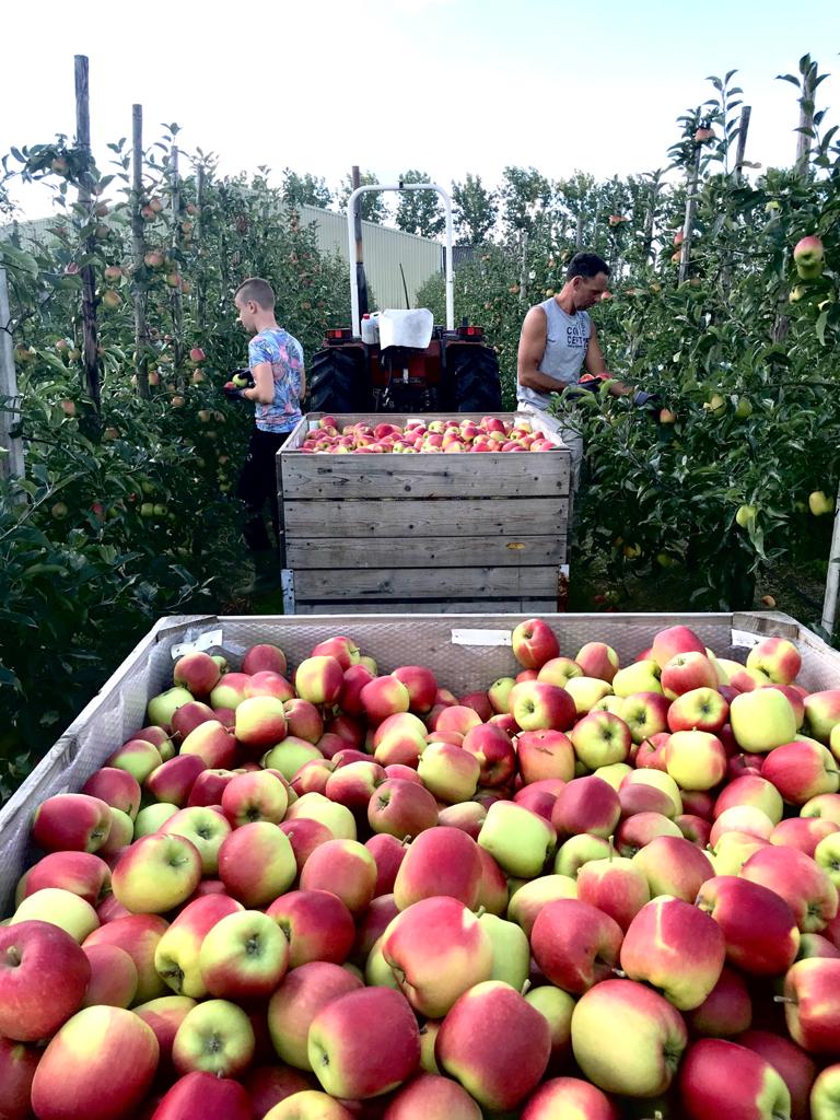 berbenfruit's tweet photo. Nieuwe oogst #Delcorf appel koop Hollands fruit https://t.co/ra5v0DG6MS