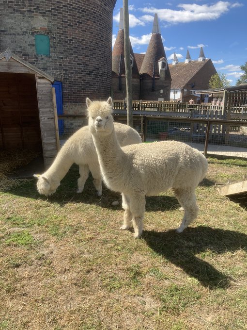 The countdown is ON for our re-opening - Saturday 1st August. Come and enjoy our animal farm and a selection of children's rides. Tickets must be booked in advance from our website, where more info can be found -www.hopfarm.co.uk - these will be availa...