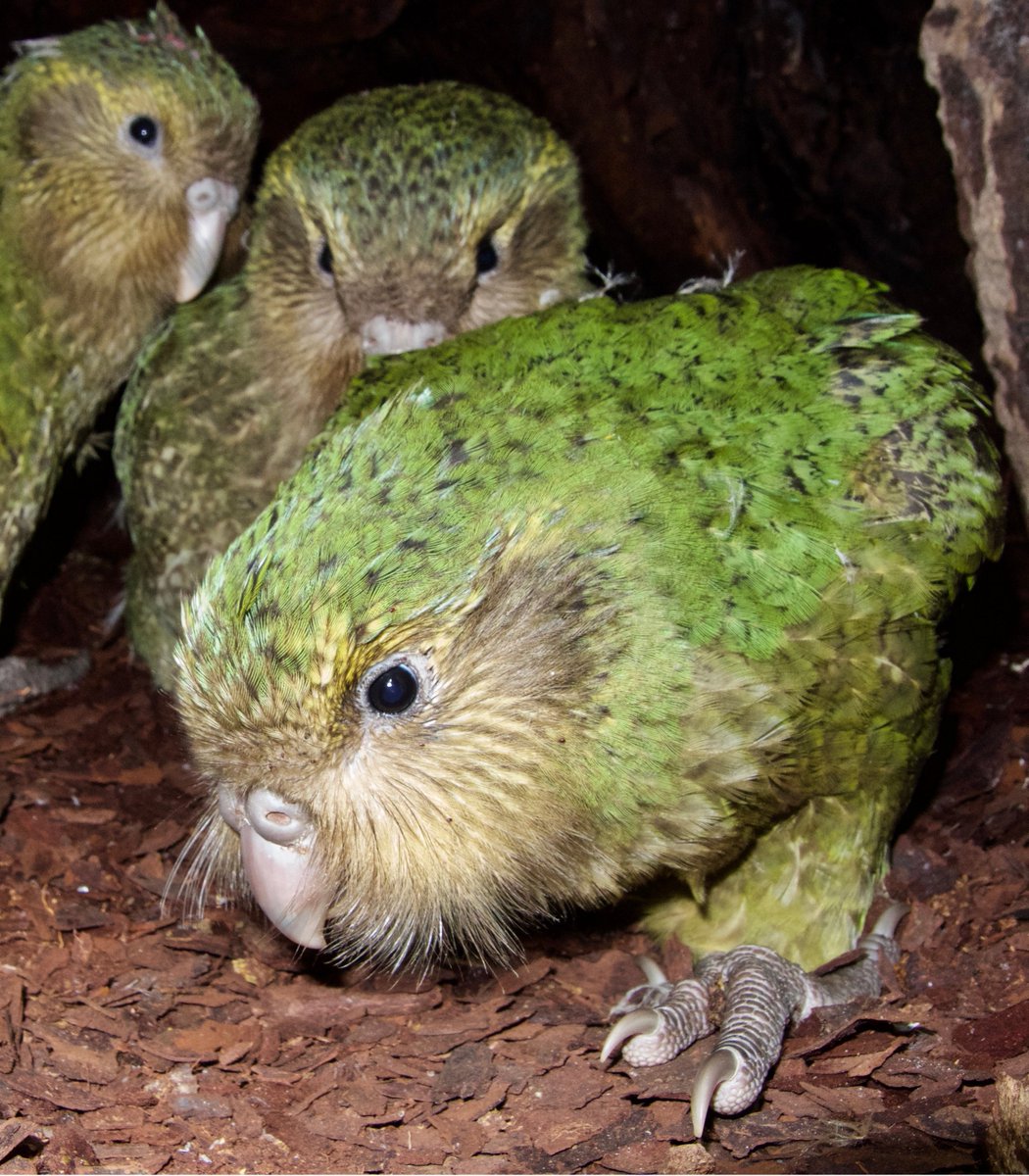  #Fluffenchops2020 ROUND 2 (5/8)Left: Kākāpō (Strigops habroptilus):  @takapodigsVSRight: Edward's Fig Parrot (Psittaculirostris edwardsii): Arnaud DelbergheWho has the best  #Fluffenchops? Vote in the poll below! #Birds  #Ornithology  #TeamBird