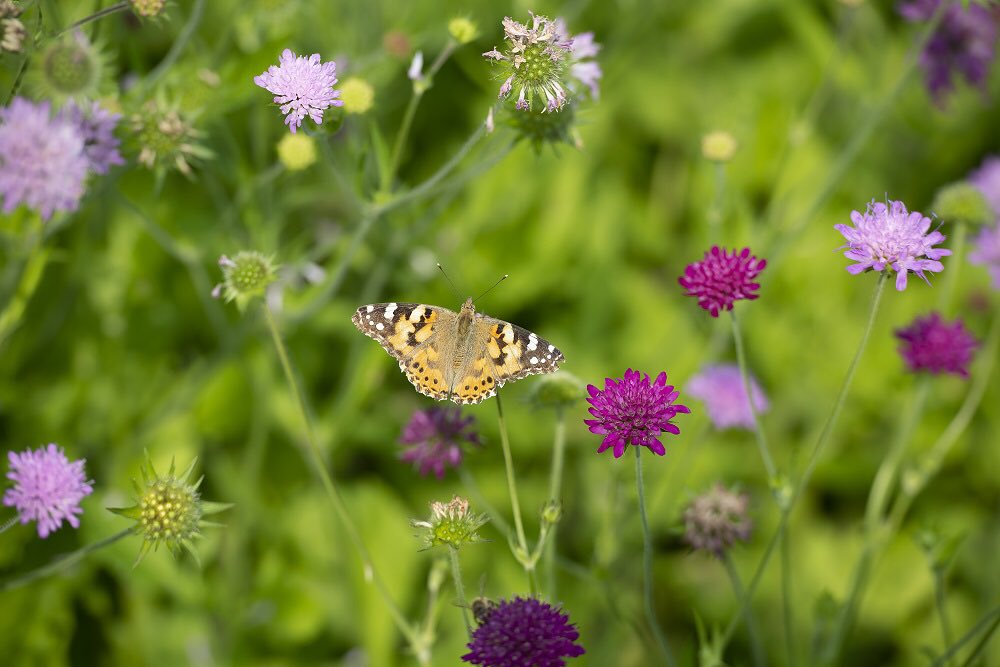 Onze Zomernieuwsbrief is uit! Benieuwd hoe coördinator Karin terugkijkt op haar eerste half jaar? Of hoe we dit bijzondere voorjaar hebben beleefd? Je leest 't in de nieuwsbrief op onze site:  bit.ly/330xvKO.