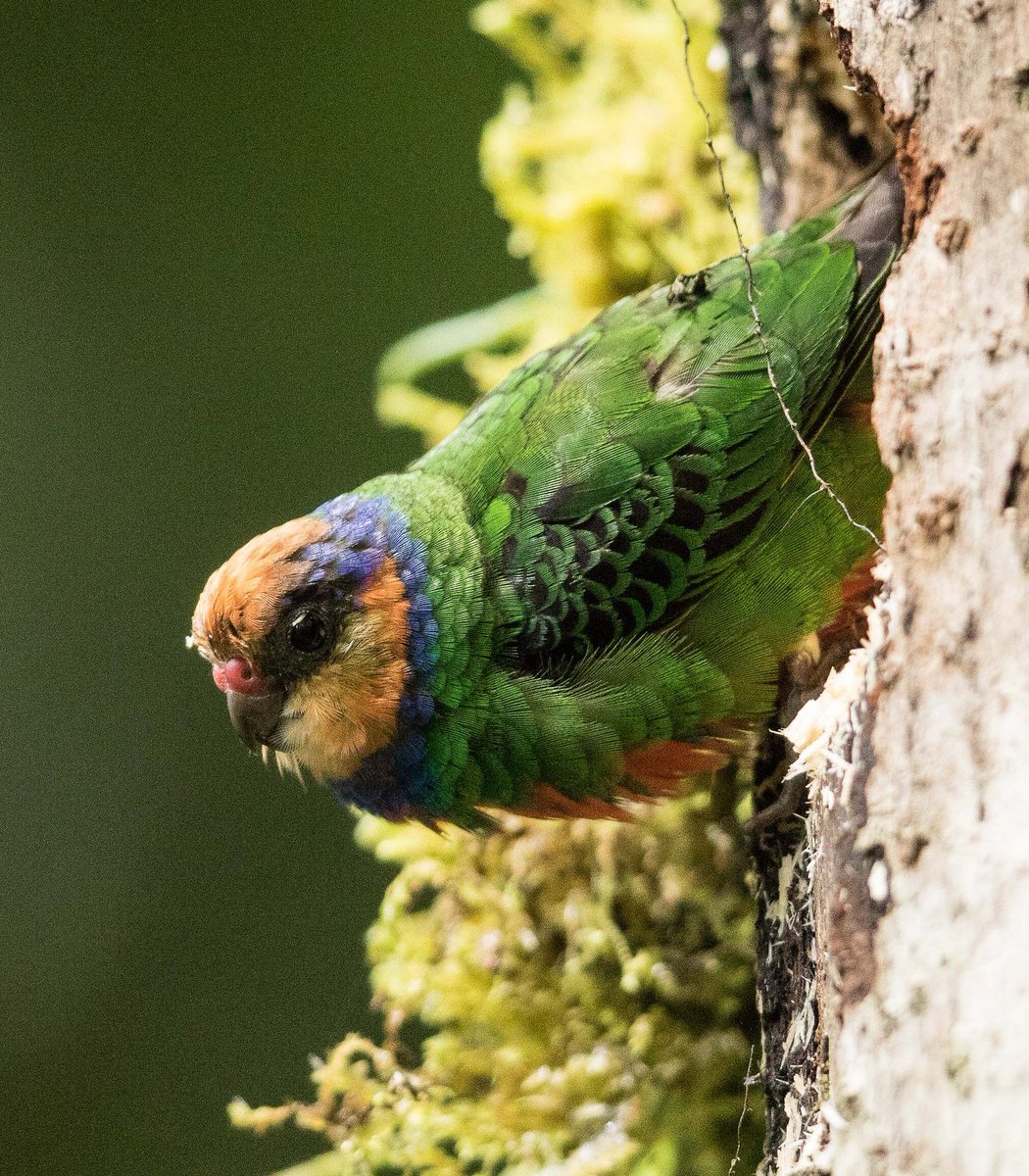  #Fluffenchops2020 ROUND 2 (1/8)Left: Red-breasted Pygmy Parrot (Micropsitta bruijnii): Eric VanderWerfVSRight: Galah (Eolophus roseicapilla):  @ParrotOfTheDayWho has the best  #Fluffenchops? Vote in the poll below! #Birds  #Ornithology  #TeamBird