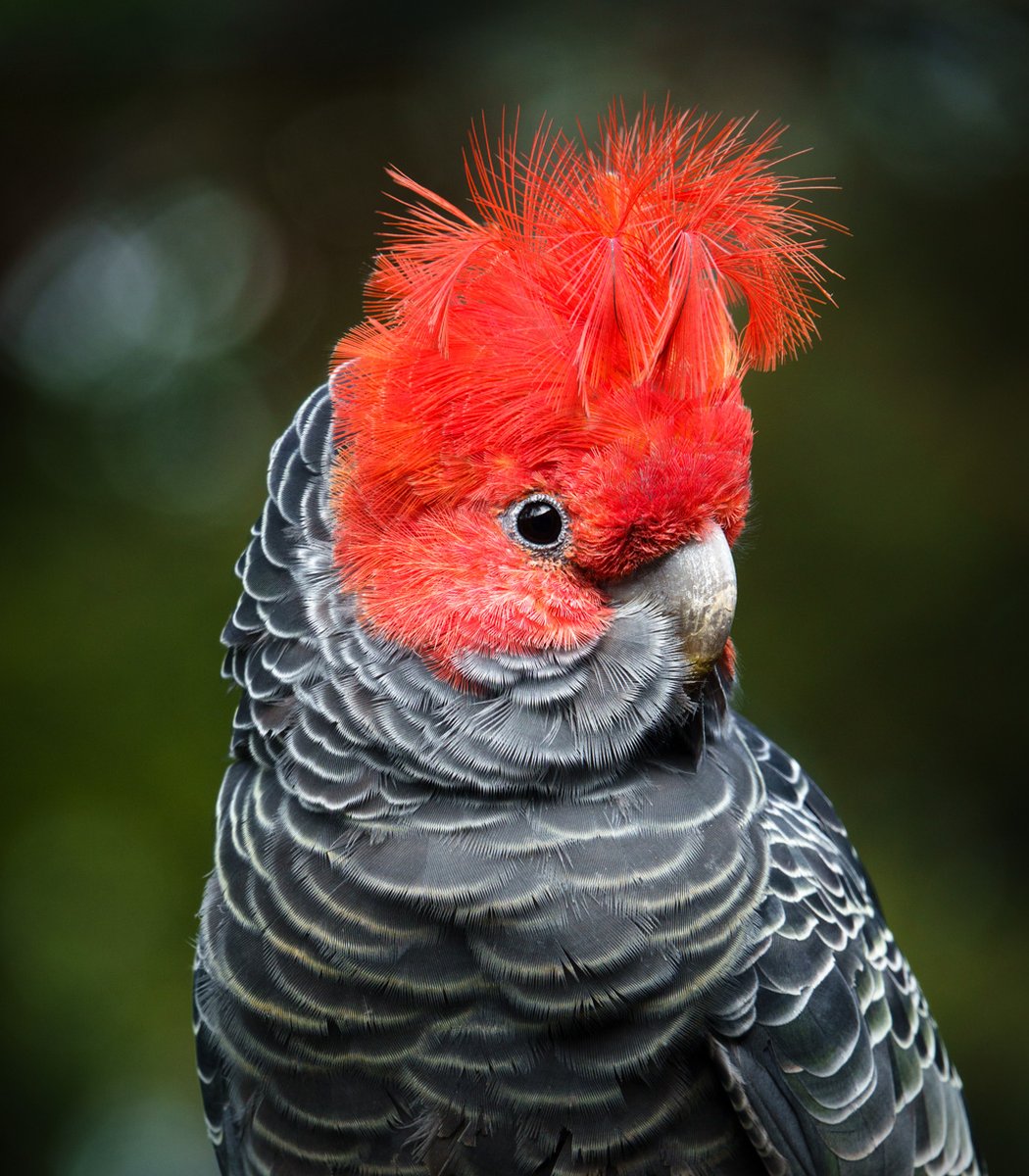  #Fluffenchops2020 ROUND 2 (2/8)Left: Austral Parakeet (Enicognathus ferrugineus): Eduardo MinteVSRight: Gang-gang Cockatoo (Callocephalon fimbriatum):  @davidcsimonWho has the best  #Fluffenchops? Vote in the poll below! #Birds  #Ornithology  #TeamBird