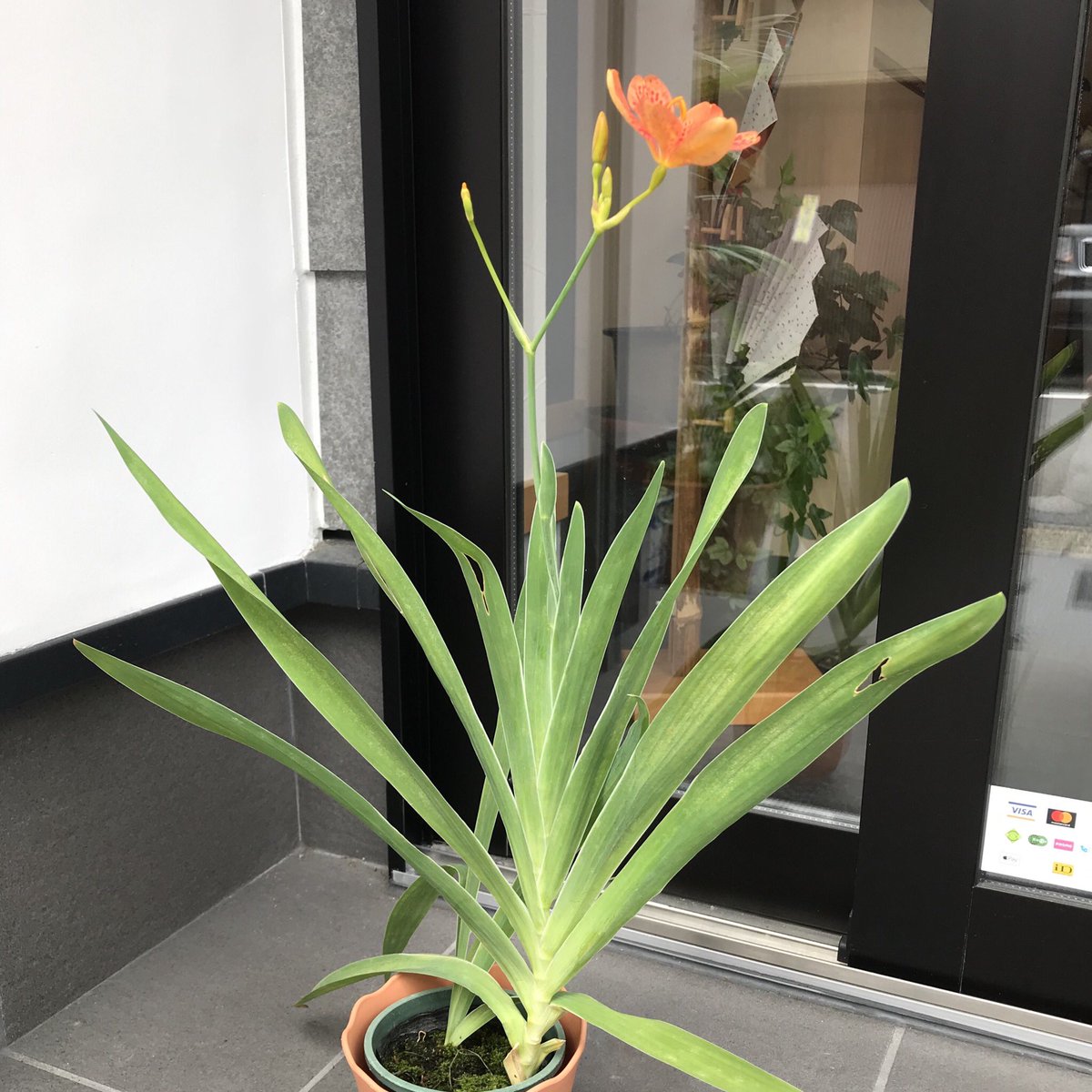 扇や半げしょう 檜扇 ヒオウギ という名前の花 檜扇というヒノキの板を綴った扇に形が似ていることからこの名前がついたそうです 可愛らしいオレンジ色の花が咲きました そして名前の通り扇を広げたように優雅に葉が重なりあって広がっています