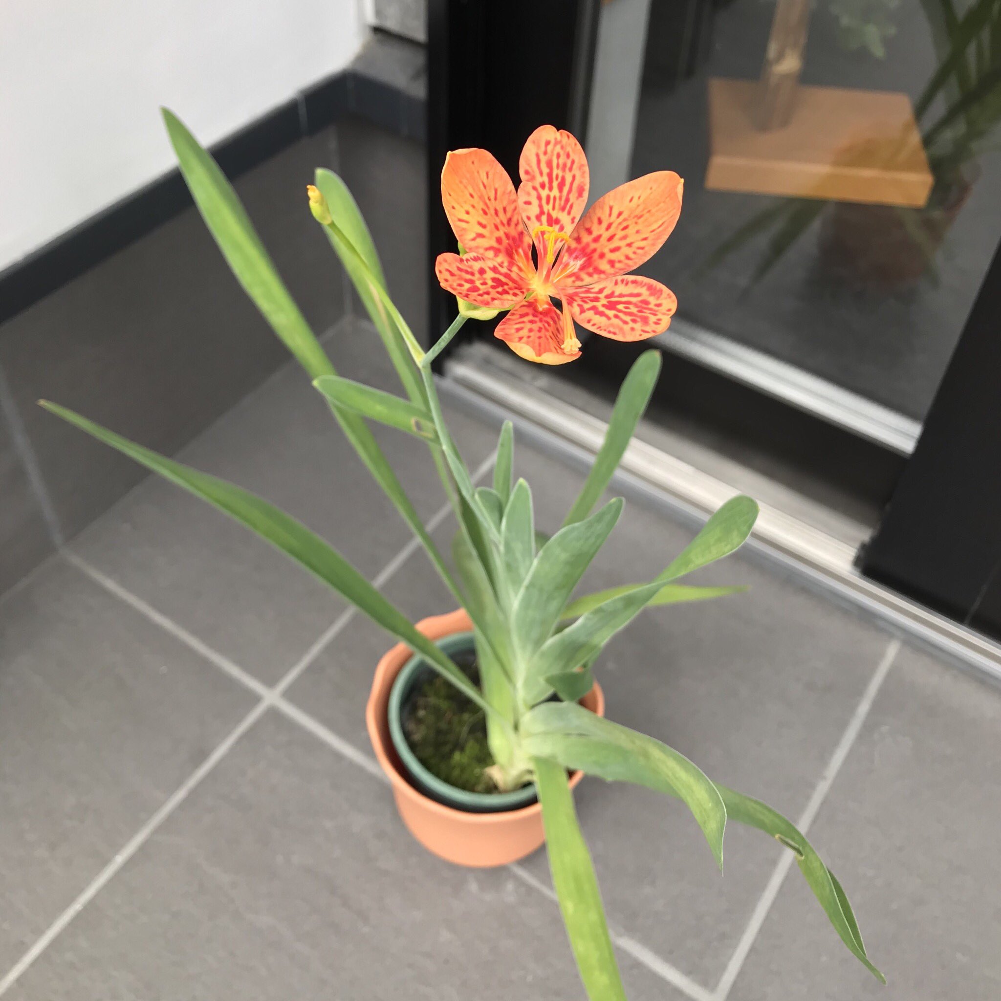 扇や半げしょう No Twitter 檜扇 ヒオウギ という名前の花 檜扇というヒノキの板を綴った扇に形が似ていることからこの名前がついたそうです 可愛らしいオレンジ色の花が咲きました そして名前の通り扇を広げたように優雅に葉が重なりあって広がっています