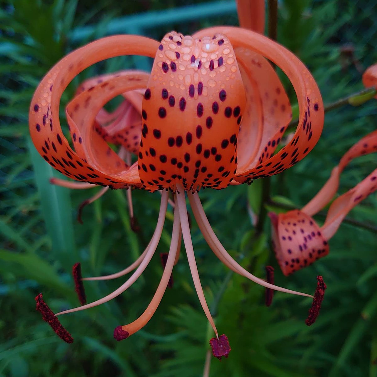 テンガイユリ テンガイユリ