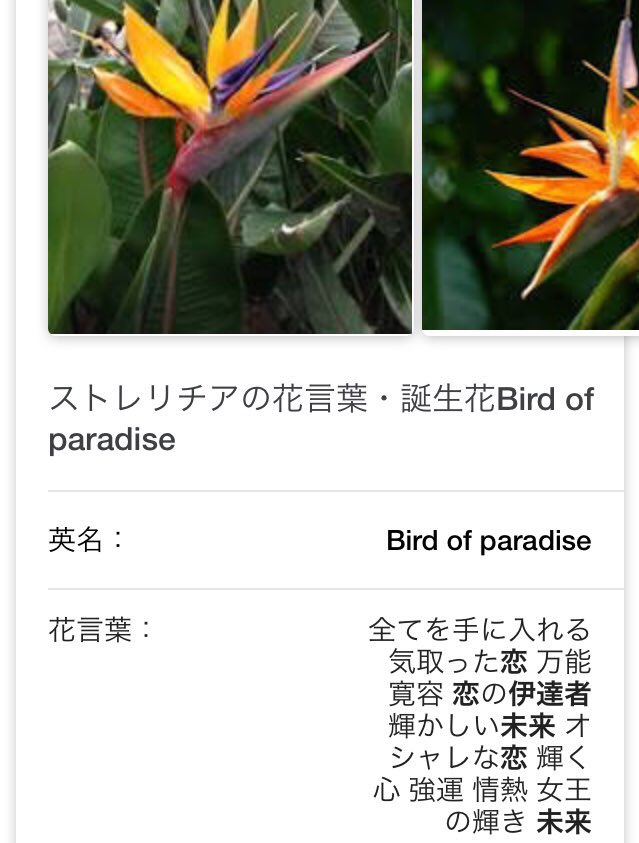 かみや ありがとう神 王のお部屋 骨董品のお部屋の所が極楽鳥の間と名が付いているのですが極楽鳥 ストレリチア という花 がありまして その花言葉が 全てを手に入れる 万能 強運 なんですよね なので勝手にここが王のお部屋に違いないって思っ