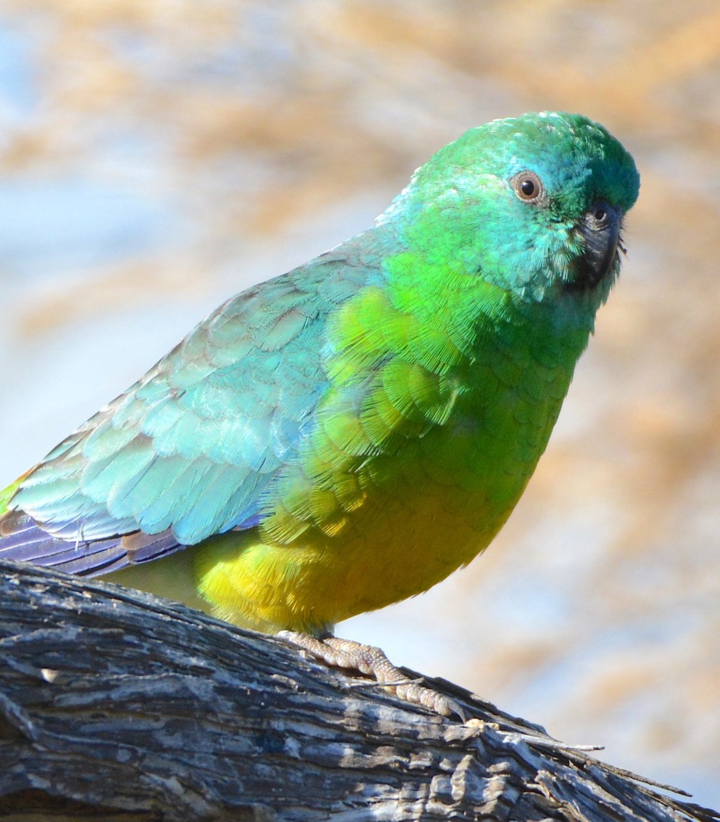  #Fluffenchops2020 ROUND 2 (4/8)Left: Red-rumped Parrot (Psephotus haematonotus):  @ParrotOfTheDayVSRight: Little Corella (Cacatua sanguinea):  @RobinSSciWho has the best  #Fluffenchops? Vote in the poll below! #Birds  #Ornithology  #TeamBird
