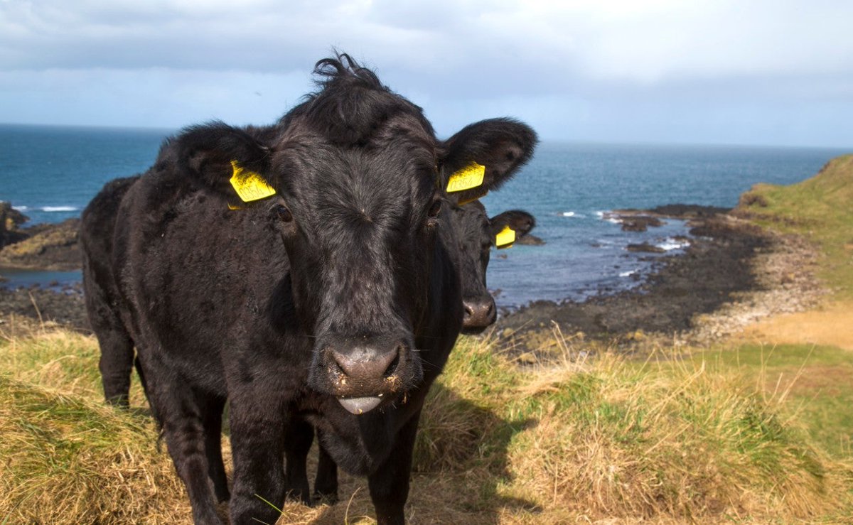 Portnaboe, near Giant's Causeway, Co Antrim, from Port na Bó, "bay/port/bank of the cows" ( @placenamesni)! Living up to its name now! NT asked a farmer to provide her Dexters to graze it! They like the course grass, light so can climb the slopes & cute!  https://www.nationaltrust.org.uk/giants-causeway/features/a-giant-move-grazing-returned-to-world-famous-causeway-to-boost-struggling-wildlife