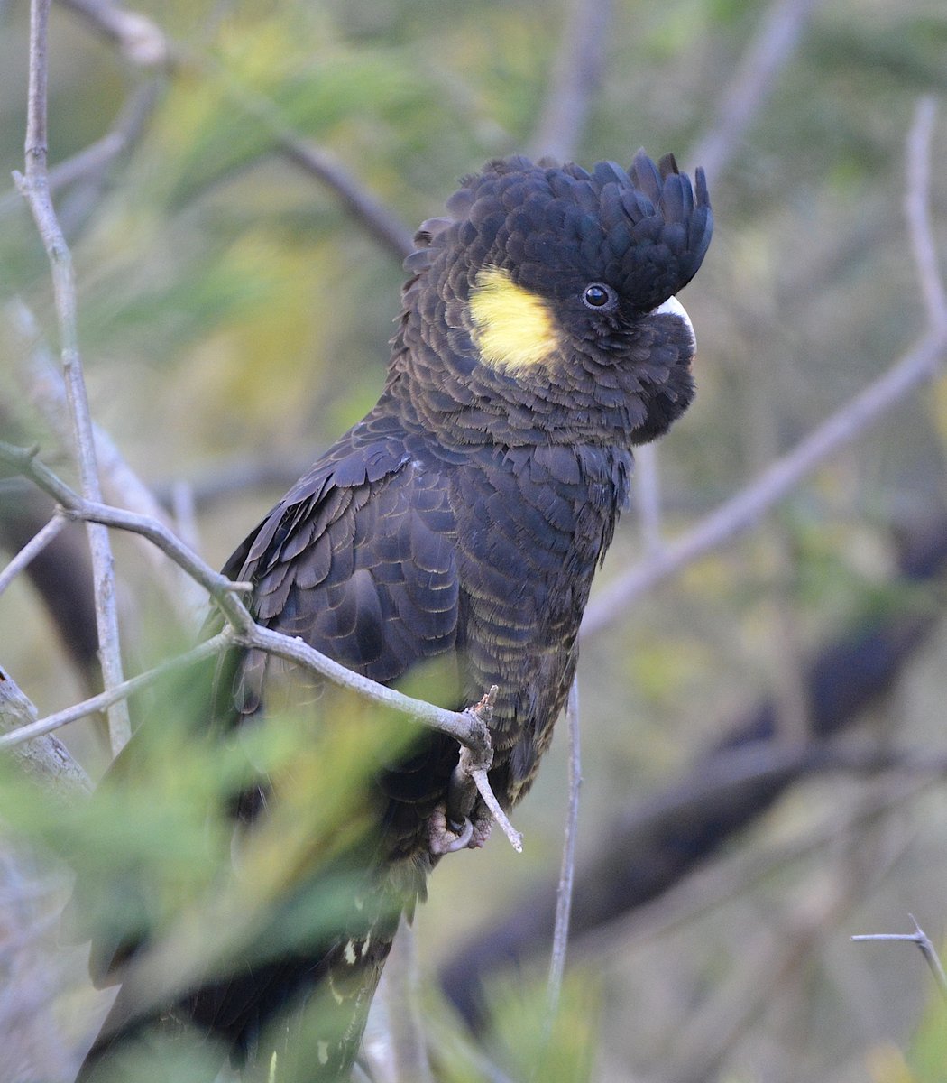  #Fluffenchops2020 ROUND 2 (7/8)Left: Crimson Rosella (Platycercus elegans):  @ParrotOfTheDayVSRight: Yellow-tailed Black-cockatoo (Calyptorhynchus funereus):  @ParrotOfTheDayWho has the best  #Fluffenchops? Vote in the poll below! #Birds  #Ornithology  #TeamBird