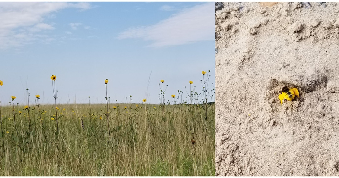 Central Sandhills Beef Educator tweet media