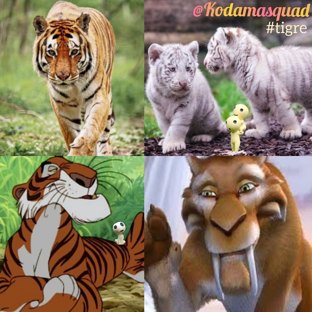 Kodamasquad's tweet photo. #Tigers #TigerDay 🐅
-El patrón de sus rayas es único en cada individuo
-Pueden saltar hasta 5 m de altura 
-Alcanzan los 90 km/h
-Su rugido contiene ondas con efectos paralizante
⚠️La desaparición del 97% de su población x:
-Tráfico ilegal
-Perdidas de hábitat
-La minería ilegal https://t.co/3tvpkTvxQW