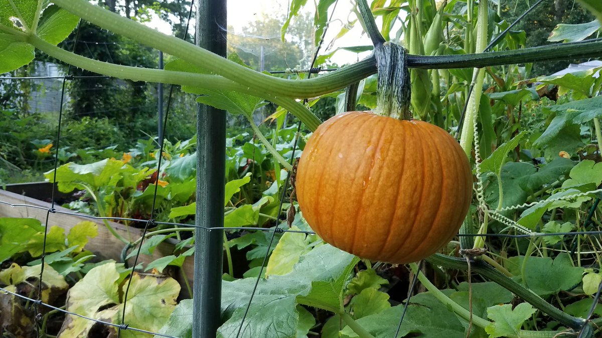 NewMoonCreative's tweet image. Harbinger of the season to come. #gardening #meditation