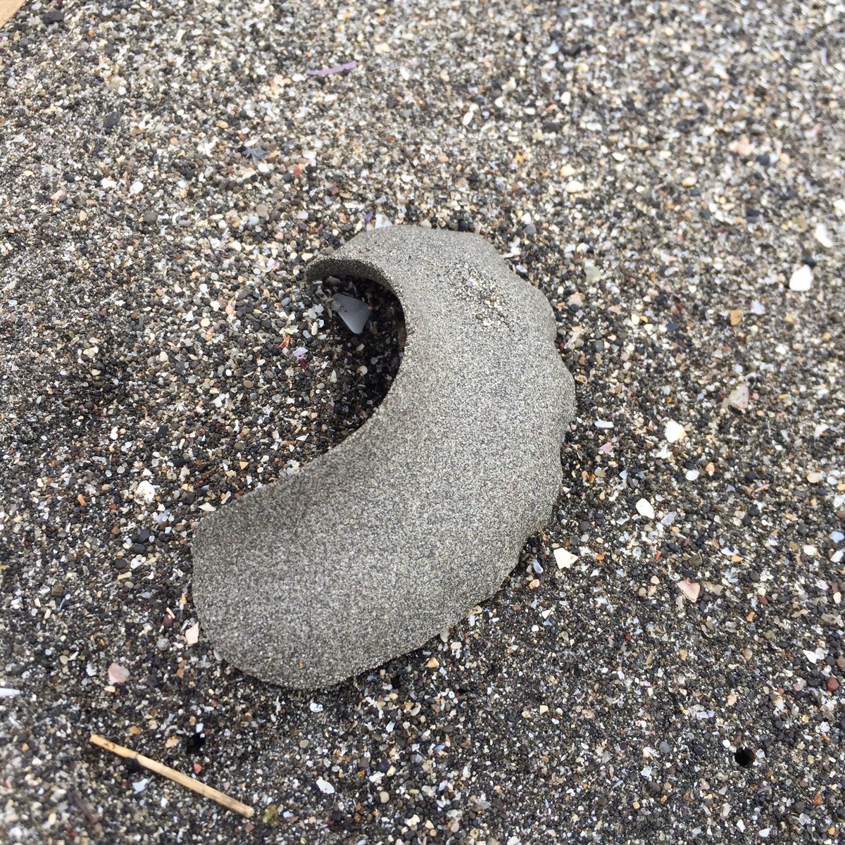 海のサチ シーグラス 貝殻アクセサリー 6 9 6 27 Ranbu様 人魚の宝石箱 ビーチコ記録詰め合わせ 海ボタンっぽいシーグラス 海ボタンとは 電球の口金についてる絶縁ガラスがシーグラス化したものです 打ち上げられちゃったヒトデ