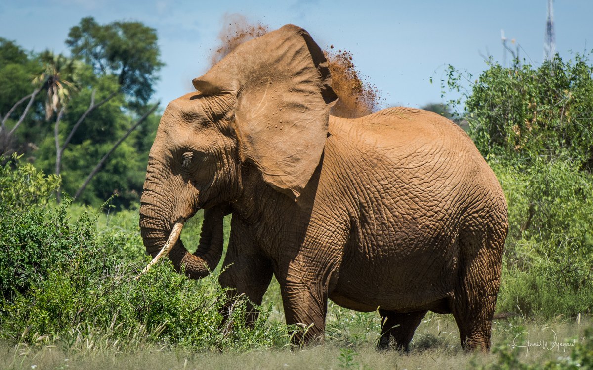 Save the Elephants tweet media