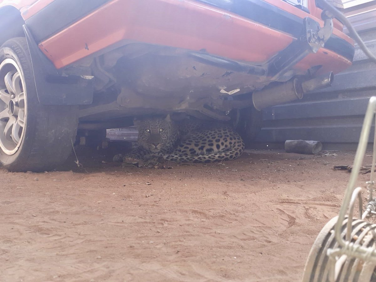 Abramjee's tweet photo. A leopard has been re-captured near Klipgat, north of Pretoria. It apparently escaped from a nearby game reserve. https://t.co/GK6779JUhX