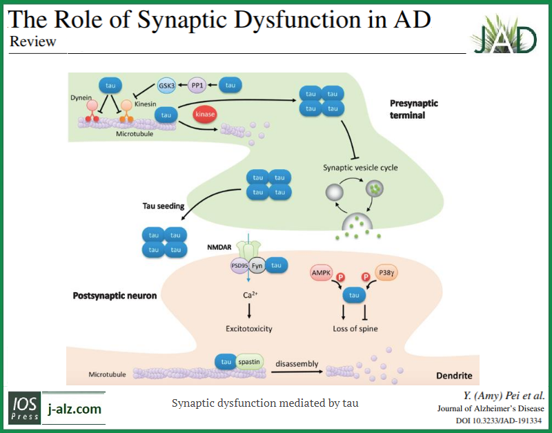 journal_ad's tweet photo. "The Role of Synaptic Dysfunction in Alzheimer’s Disease"
View the JAD review article by Han-Ting Zhang and colleagues at: https://t.co/T9Sf822poc
// #journalAD #ADresearch #Alzeimers #EndAlz #synapse #synaptic #biomarkers #synapticactivity #synapticdysfunction #amyloid https://t.co/ANEgFCx9g8