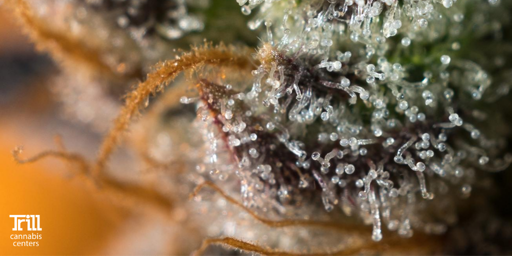 _unityrd's tweet photo. With flowers like this going into their products, it's easy to see why Olio has such amazing concentrates π₯
#flower #beautifulbuds #keepittrill #concentrates #olio #coloradoconcentrates #dab #cannabis #cannabisgrow https://t.co/I0khJOF8wi