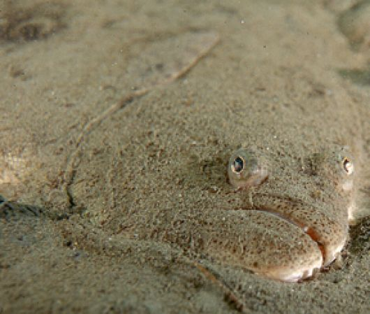 slziegler220's tweet photo. Its Wednesday!!!
This week our #WhatFishWednesday is another species of pacific flatfish. They are so ugly they are cute.
This species has an extra large mouth for a flatfish and can live up to 30 years.
Thoughts? Reveal at 1pm PT/4pm ET
📷: Ken Kurtis, Reef Seekers Dive Co. https://t.co/R1Z14PuThV