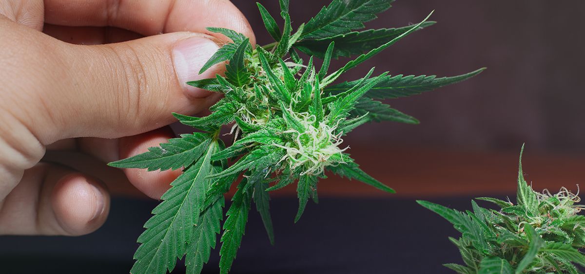 ILEquityStaff's tweet photo. #CityCollege of #SanFrancisco is rolling out a two-year #cannabis studies degree program for the fall semester – an expansion to the cannabis industry courses it already offers, San Francisco News reports.
https://t.co/gRr97RnPlC https://t.co/WWlEhUzRzY