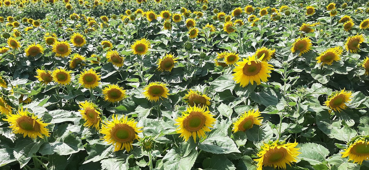 A quoi sert l'inspection des parcelles de #semences de #tournesol ? A détecter des impuretés (=plantes avec des caractères différents) qui seront éliminées de la parcelle afin de récolter une variété avec une bonne  pureté variétale. Avez-vous vu une impureté sur la photo ?