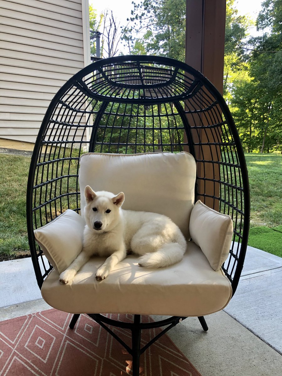 mrsjodihetman's tweet image. The new patio furniture is puppy approved! #dogsoftwitter #dogdaysofsummer #cuddlechair