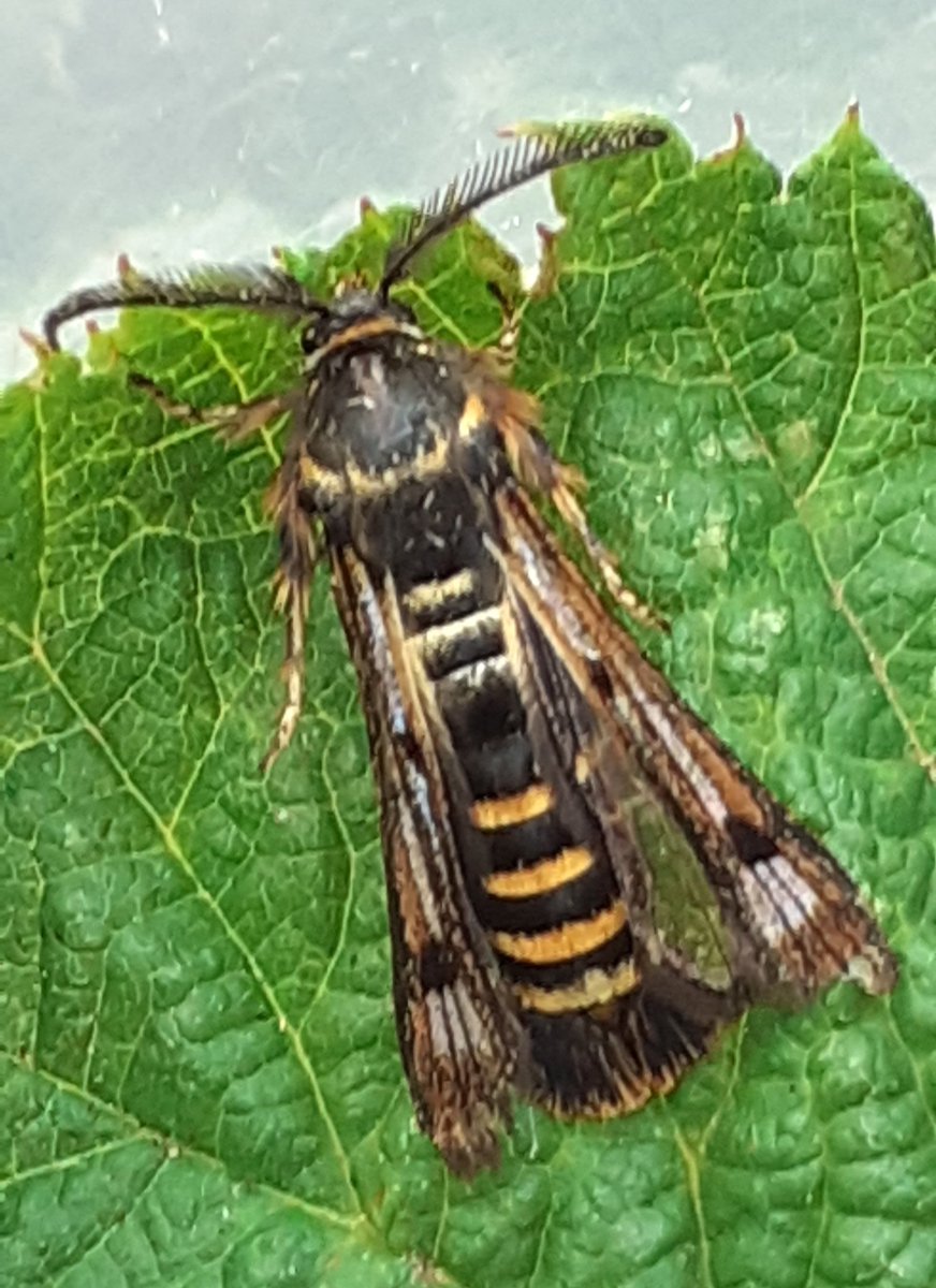 MundyStuart's tweet photo. Raspberry Clearwing 2  in the garden this afternoon #MothsMatter #teamoth @MarkHammond1966 @darrenrseaman @angus_molyneux https://t.co/RRRXSWvQ8p
