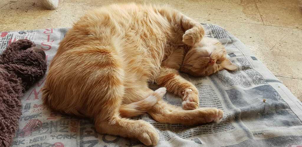 ADAAColmenar's tweet photo. Alan es un gatete joven muy cariñoso. Le está costando encontrar hogar por tener epilepsia pero está muy controlada. Es un gato adorable, se deja medicar, sin quejas. Es muy sociable con perros y gatos no dominantes, y le encanta la gente ❤❤ https://t.co/yYEBsbiQCR