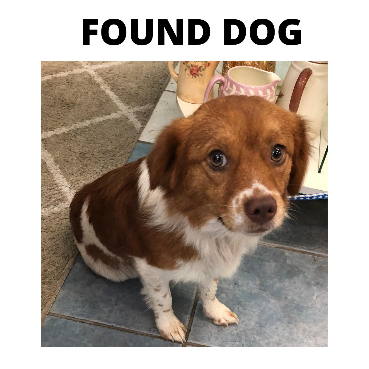 SPI_Friends's tweet photo. FOUND DOG: Found at the Blue Marlin this morning. Male, no collar or chip. If you know who he belongs to please call our 24 hour hotline at 956-772-1171. Please share so we can get this little guy home. #FoundDogs #lostdog #sopadre https://t.co/D06LmzXcwL