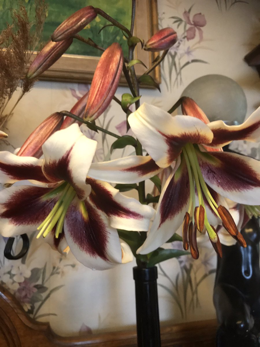 MarstonLodge's tweet photo. My 27 year old lily never fails to bloom. Stunning &amp; fragrant. #TalkToYourFlowers #LoyalLily https://t.co/9nQEu4VHjM
